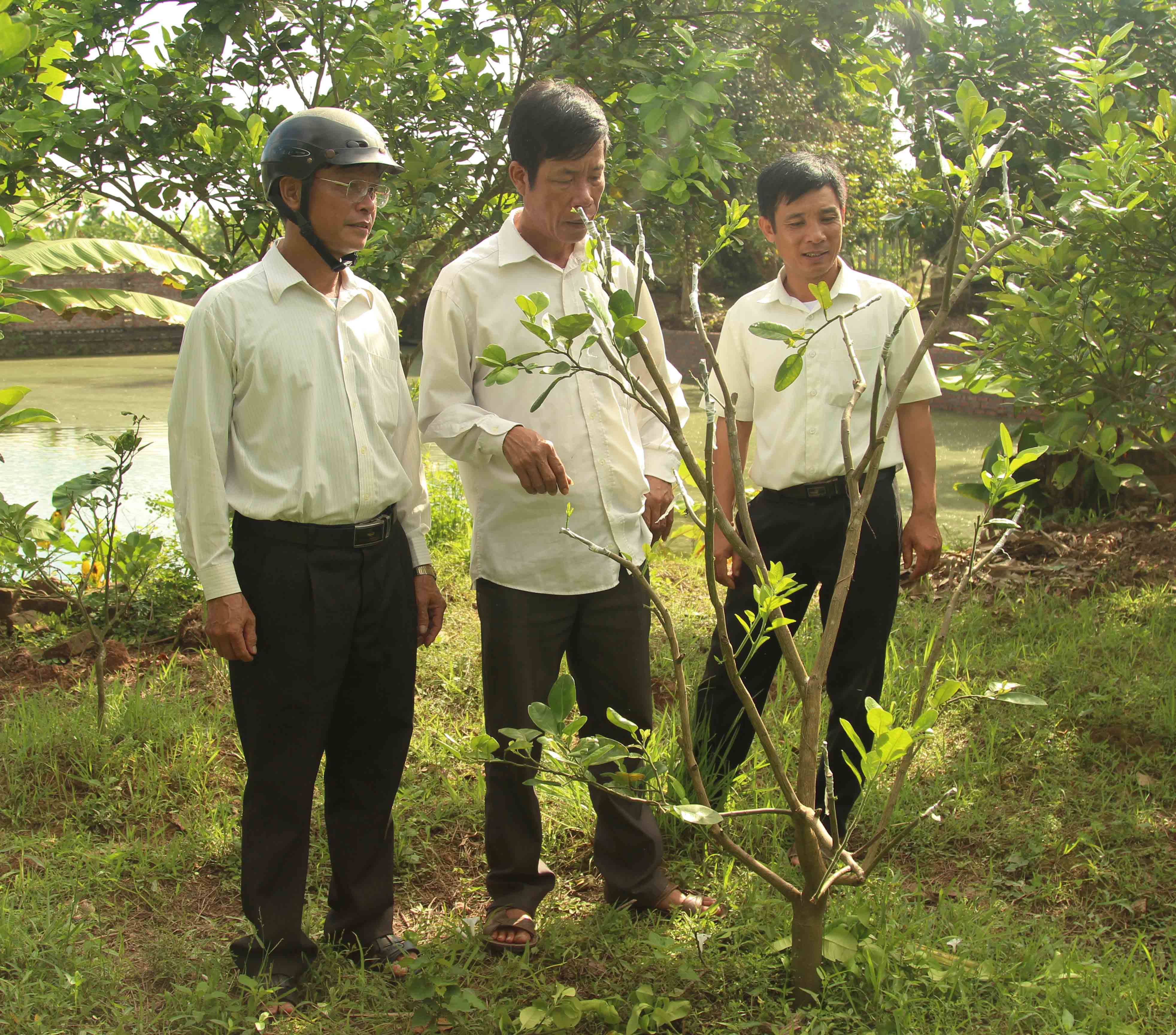 Bưởi Thanh Hồng cho hiệu quả kinh tế cao